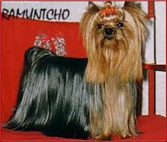 RAMUNTCHO DE LA PAM POMMERAIE